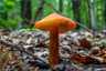 Feketedő nedűgomba (Hygrocybe conica), Budai-hegység